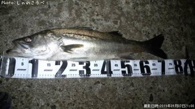 �����Х�