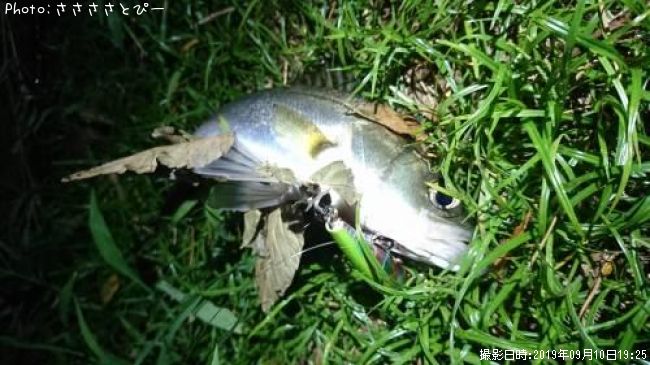 �����Х�