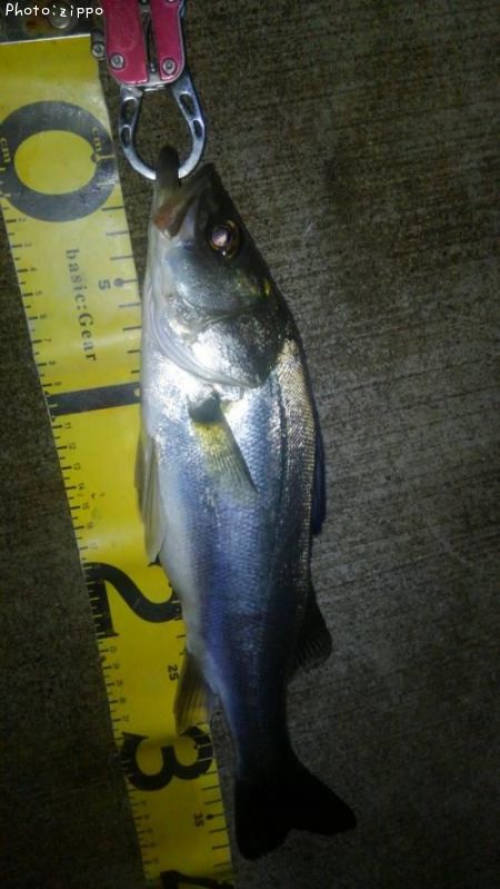 �����Х�