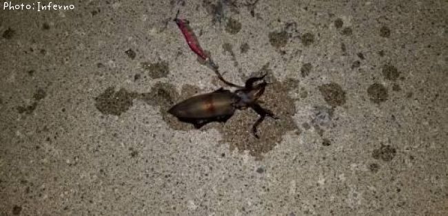 �����ꥤ��