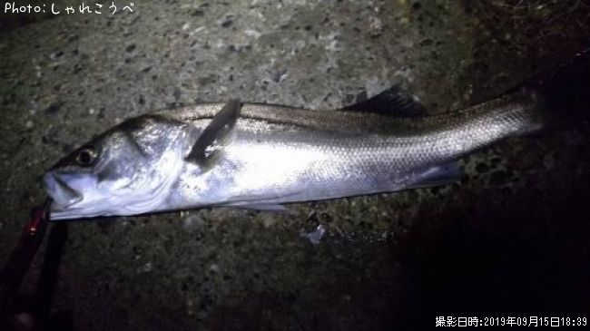 �����Х�