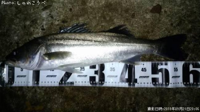 �����Х�