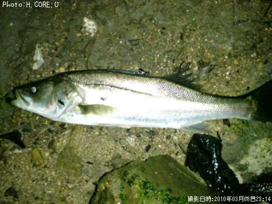 �����Х�