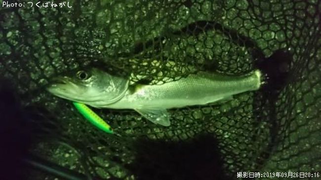 �����Х�