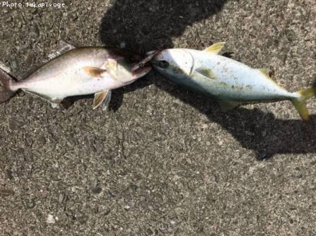 ���祴�ȥ��ʥ�