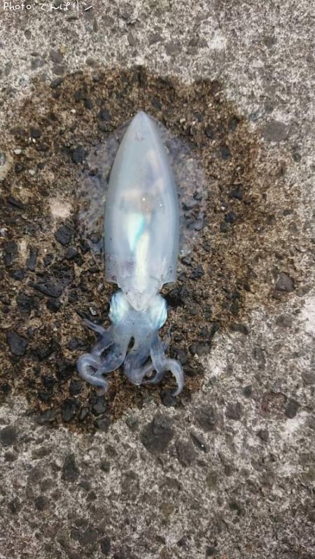 �����ꥤ��