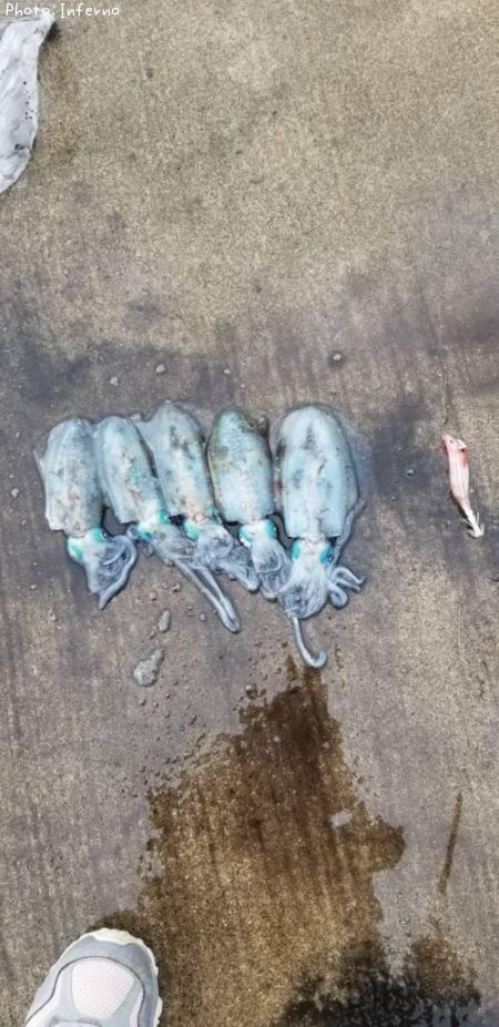 �����ꥤ��