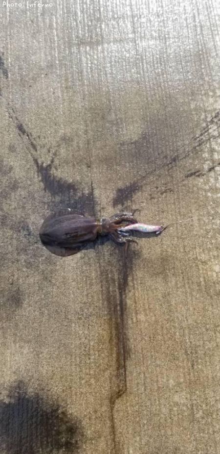 �����ꥤ��