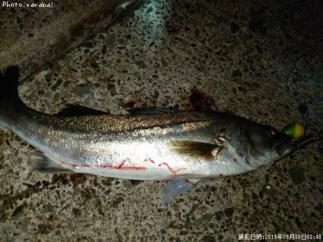 �����Х�