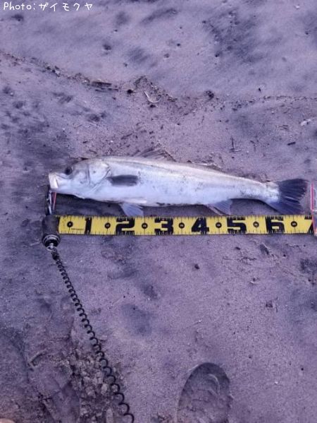 �����Х�