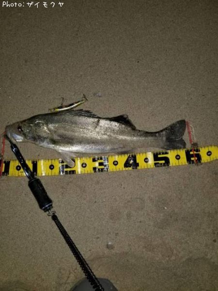 �����Х�