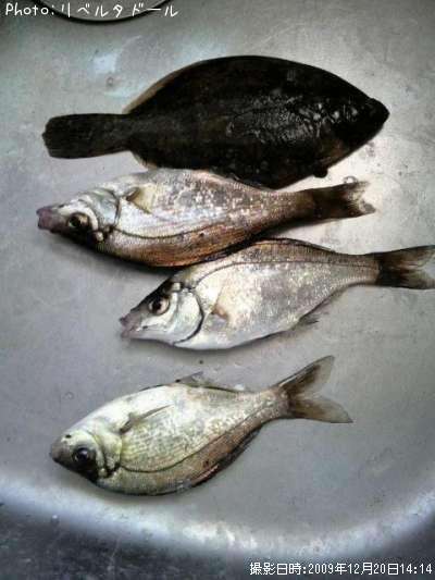 ���ߥ��ʥ�