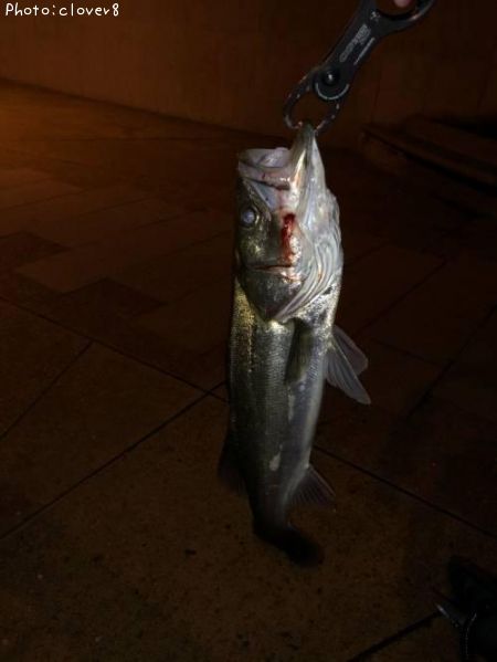 �����Х�