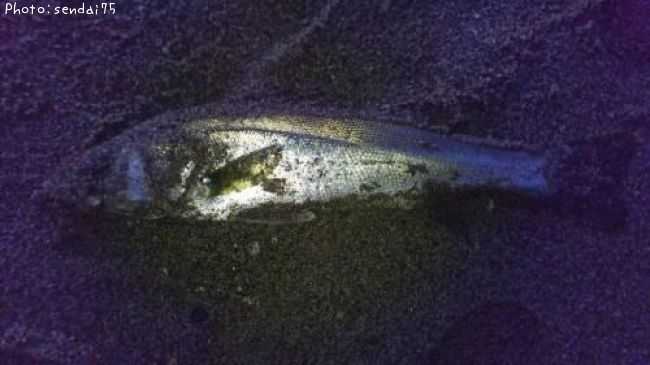 �����Х�