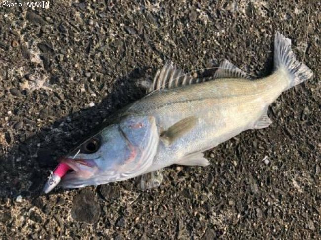 �����Х�