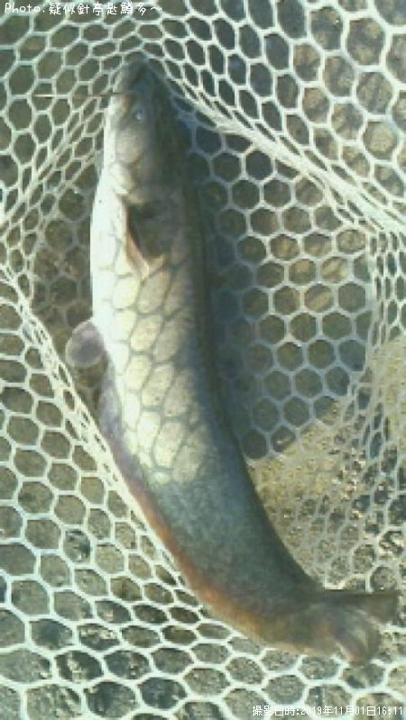 ǭ�������ݣ�������