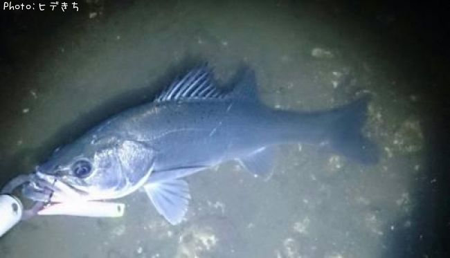 �����Х�