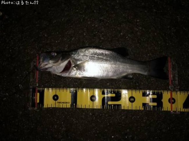 �ҥ饻����