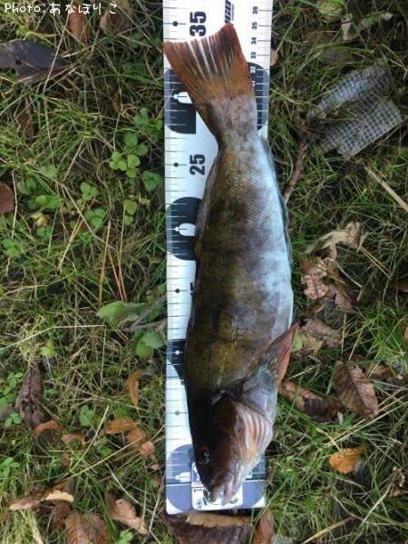 �����ʥ�