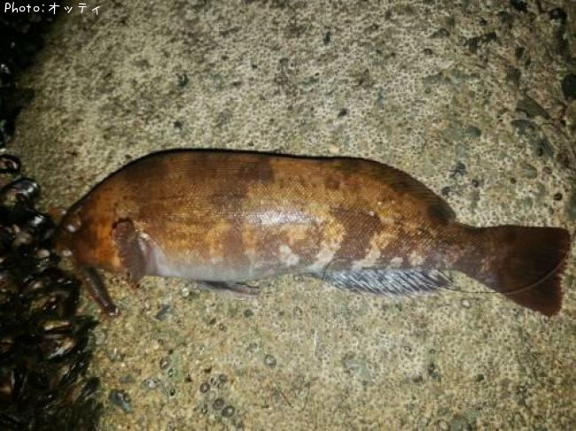 �����ʥ�