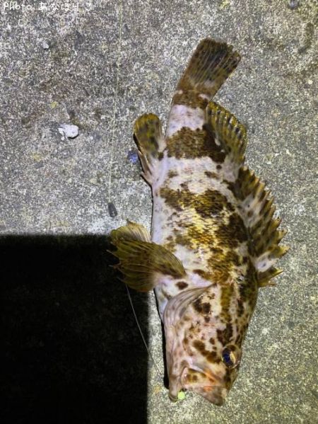 �٥å�������