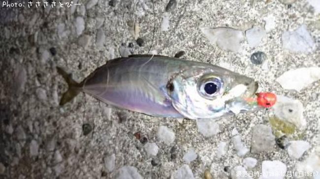 ��������Х롡