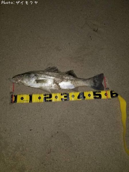 �����Х�