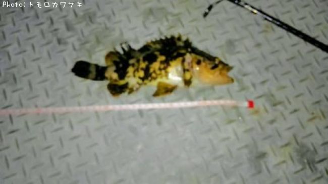 �٥å�������