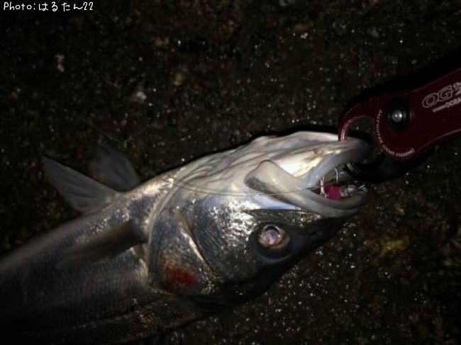 �����Х�