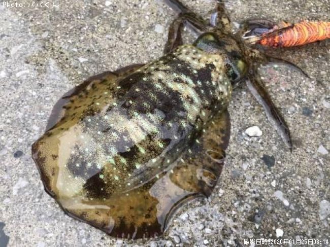 �����ꥤ��