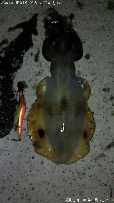 �����ꥤ��