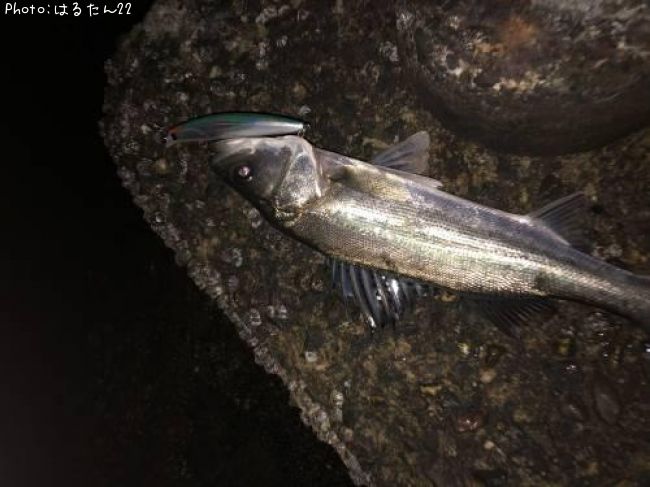 �����Х�