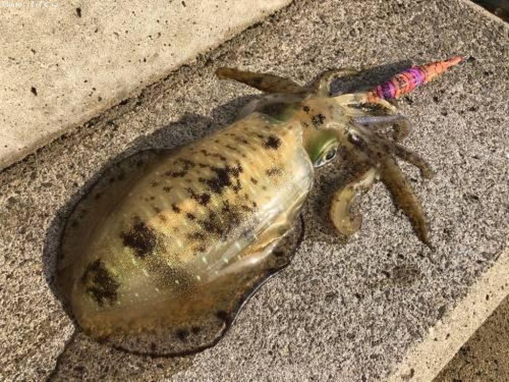 �����ꥤ��