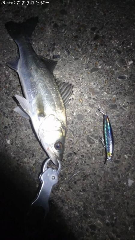 �����Х�