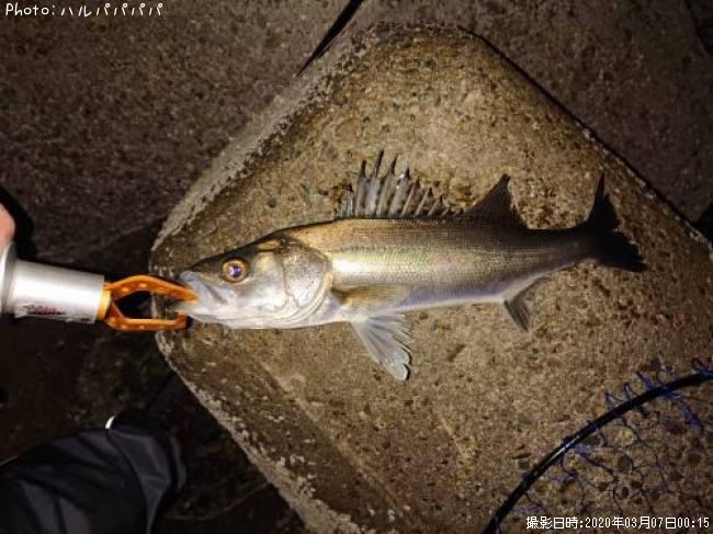 �����Х�