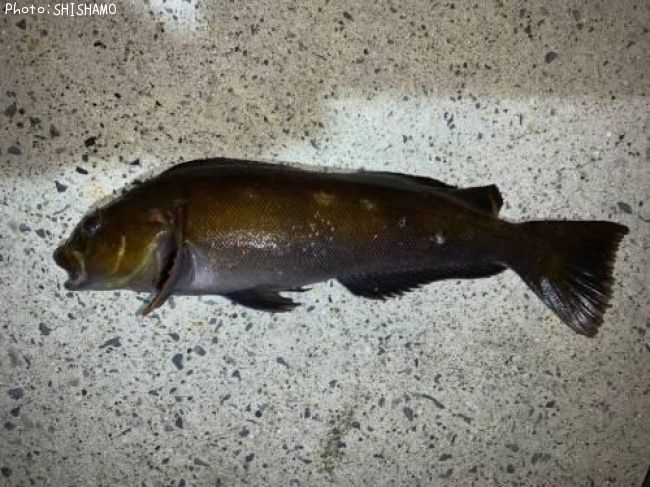 �����ʥ�