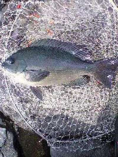 �����᥸��