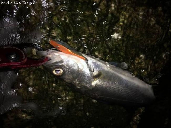 �����Х�