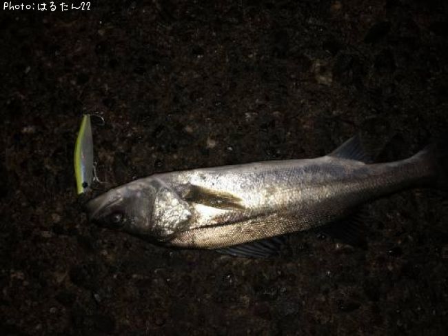 �����Х�