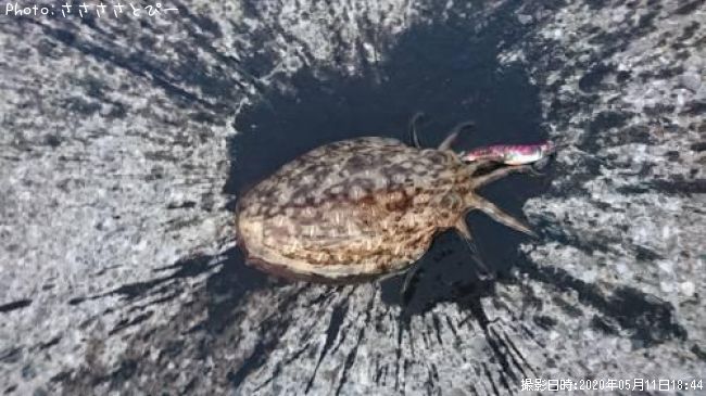 ��󥴥�����