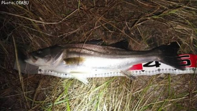 �����Х�