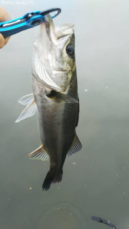 �����Х�