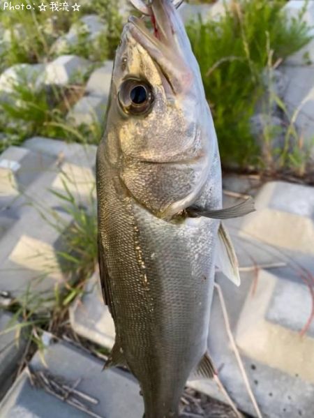 �����Х�