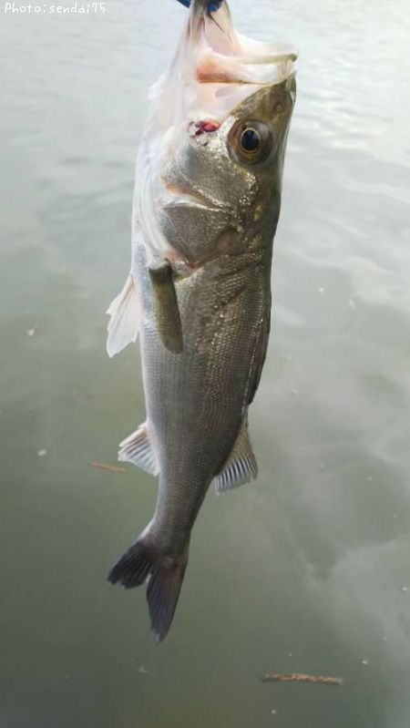 �����Х�