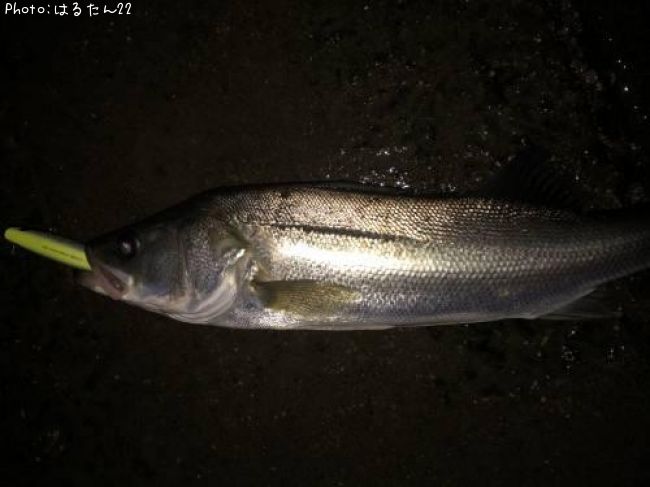 �����Х�