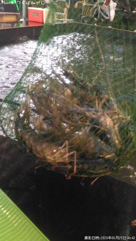 ��̳����ʥ��˥ƥʥ����ӡ�