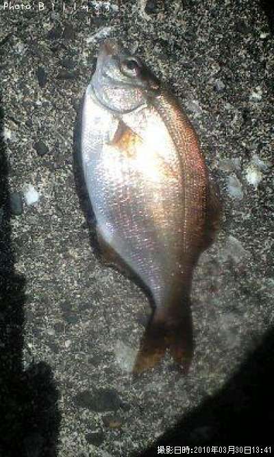 �����ʥ�