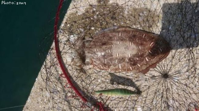 ��󥴥�����