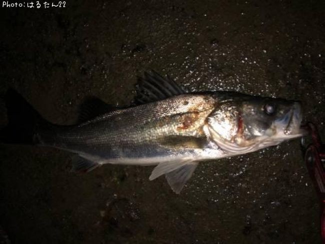 �����Х�