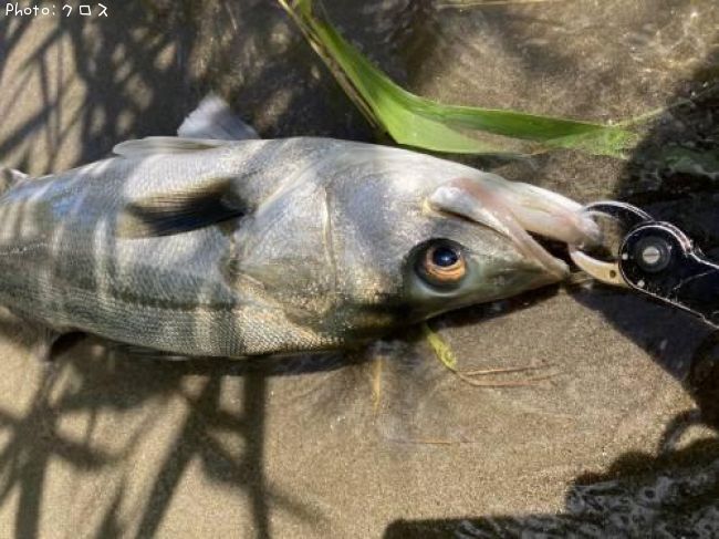 �����Х�